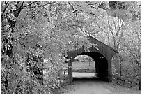 Covered bridge in autumn, Bath. New Hampshire, USA ( black and white)