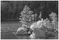 Trees on small rocky islet, Beaver Pond, Kinsman Notch. New Hampshire, USA ( black and white)