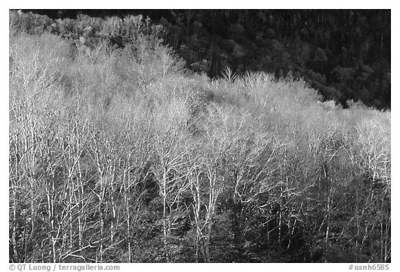 Trees in late autumn, White Mountain National Forest. New Hampshire, USA (black and white)