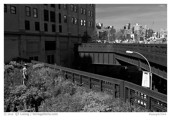 Garden on the High Line. NYC, New York, USA