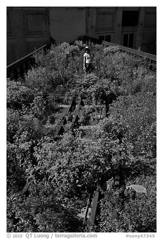 Gardener working on the High Line. NYC, New York, USA (black and white)