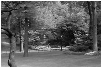 Lawn, trees, and flowers, Central Park. NYC, New York, USA ( black and white)