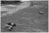 Men sleeping on lawn, Central Park. NYC, New York, USA ( black and white)