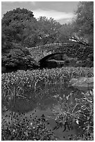 Aquatic plants and stone bridge, Central Park. NYC, New York, USA ( black and white)