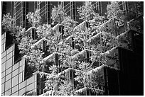 Hanging gardens on Trump Tower. NYC, New York, USA ( black and white)