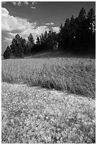 Hailstones in meadow, Black Hills National Forest. Black Hills, South Dakota, USA (black and white)