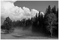 Forest, meadow, and cumulonimbus, Black Hills National Forest. Black Hills, South Dakota, USA ( black and white)