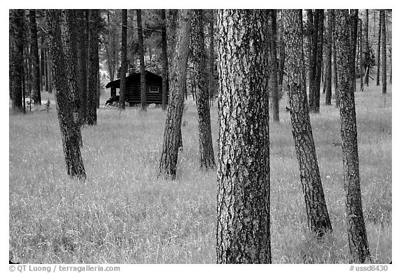 Cabins in forest, Custer State Park. Black Hills, South Dakota, USA (black and white)