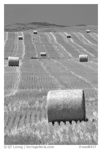 Rolls of hay in summer. South Dakota, USA (black and white)