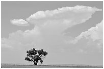 Isolated tree and cloud. South Dakota, USA (black and white)