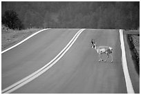 Pronghorn antelope crossing road, Custer State Park. Black Hills, South Dakota, USA ( black and white)