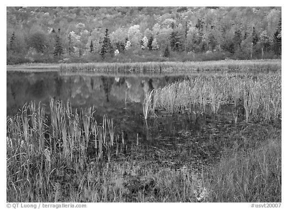 Autumn Reflections, Green Mountains. Vermont, New England, USA