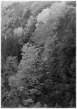 Multicolored trees on hill, Quechee Gorge. Vermont, New England, USA ( black and white)