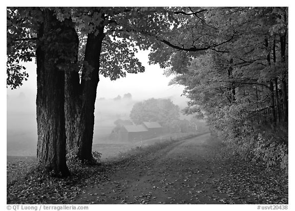 Maple trees, gravel road, and Jenne Farm, foggy autumn morning. Vermont, New England, USA