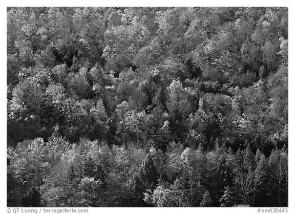 Hillside with trees in colorful fall foliage. Vermont, New England, USA (black and white)