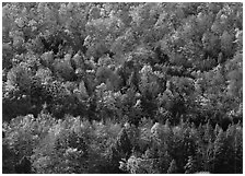 Hillside with trees in colorful fall foliage. Vermont, New England, USA ( black and white)
