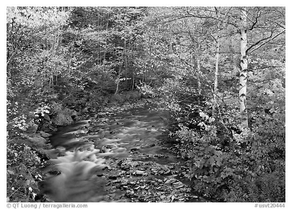 Stream and birch trees. USA (black and white)