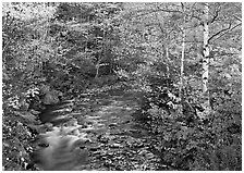 Stream and birch trees. Vermont, New England, USA (black and white)