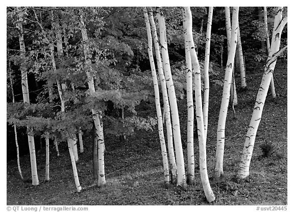 Birch trees. USA (black and white)