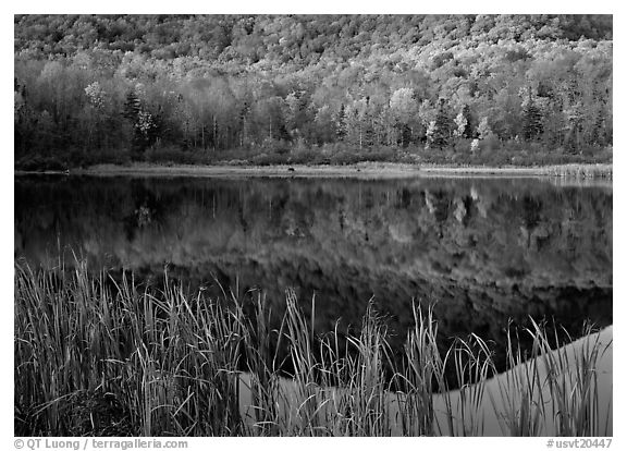 Reeds, and reflection of hill, Green Mountains. Vermont, New England, USA (black and white)