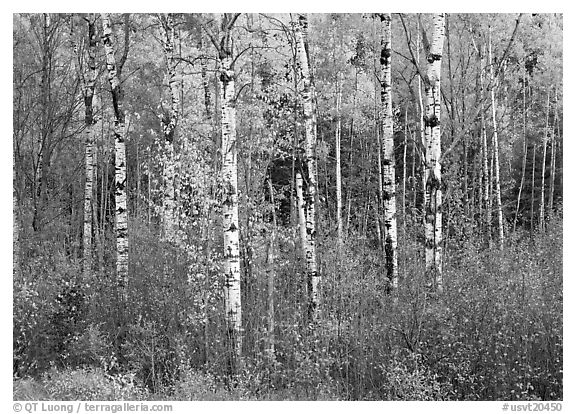 Birch trees and yellow leaves. Vermont, New England, USA (black and white)