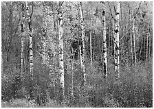 Birch trees and yellow leaves. Vermont, New England, USA ( black and white)