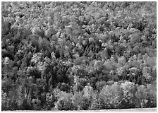Hillside with trees in brilliant fall foliage. Vermont, New England, USA (black and white)