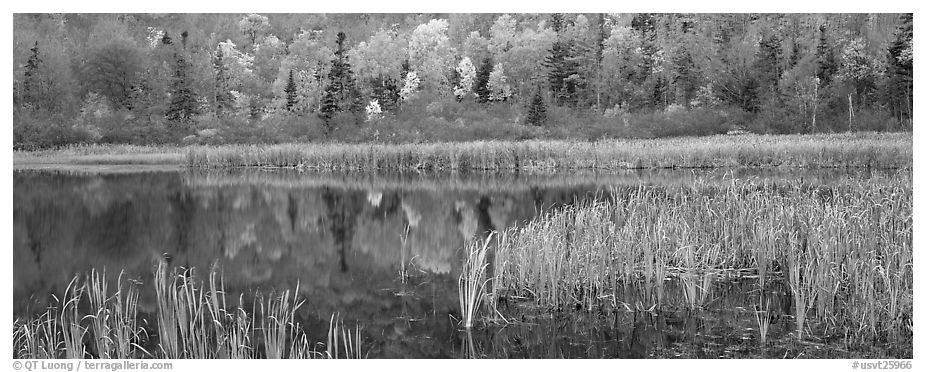 Pond with reeds and reflections of trees in autumn foliage. Vermont, New England, USA (black and white)