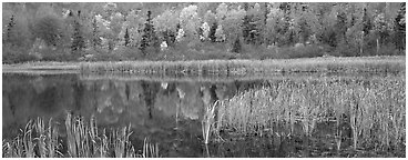 Pond with reeds and reflections of trees in autumn foliage. Vermont, New England, USA (Panoramic black and white)