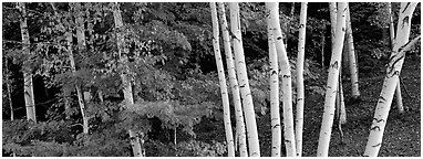 White birch trees and forest in autumn foliage. Vermont, New England, USA (Panoramic black and white)