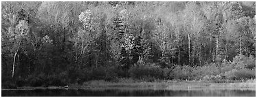 Forest edge in autumn. Vermont, New England, USA (Panoramic black and white)