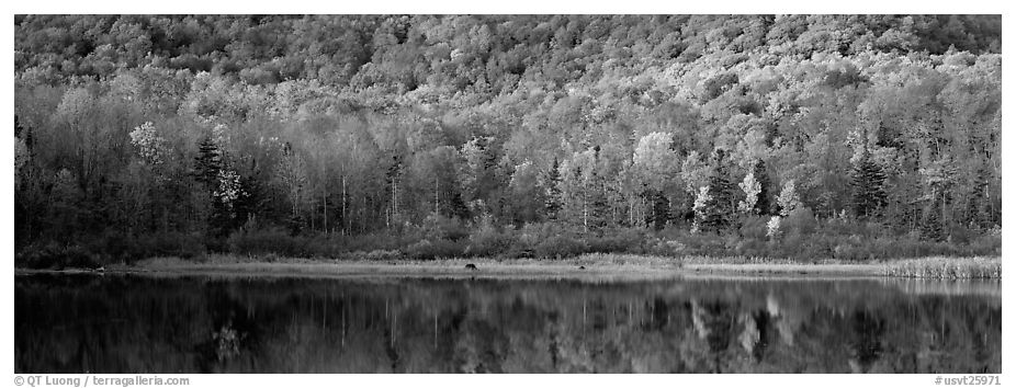 Hillside forest and pond in the fall. Vermont, New England, USA (black and white)