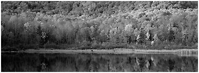 Hillside forest and pond in the fall. Vermont, New England, USA (Panoramic black and white)