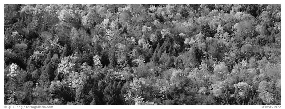 Trees in multicolored foliage on hillside. Vermont, New England, USA (black and white)