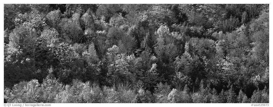 Autumn landscape with trees on hillside. Vermont, New England, USA (black and white)