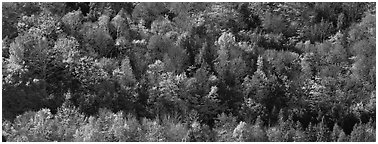Autumn landscape with trees on hillside. Vermont, New England, USA (Panoramic black and white)