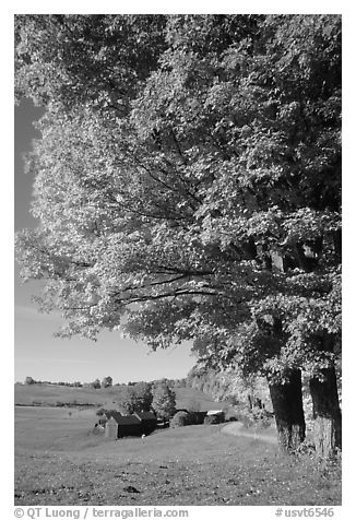 Maple tree and Jenne Farm. Vermont, New England, USA (black and white)