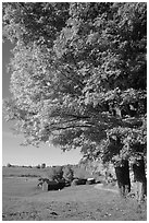 Maple tree and Jenne Farm. Vermont, New England, USA (black and white)
