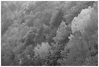 Multicolored trees on hill, Quechee Gorge. Vermont, New England, USA ( black and white)
