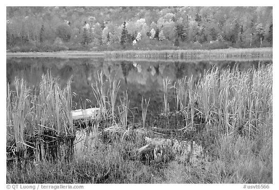 Reeds and pond, Green Mountains. Vermont, New England, USA (black and white)