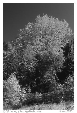 Bouquet of trees in fall foliage. Vermont, New England, USA (black and white)