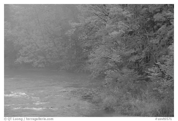 Misty river with trees in fall foliage. Vermont, New England, USA (black and white)