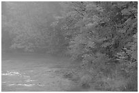 Misty river with trees in fall foliage. Vermont, New England, USA ( black and white)