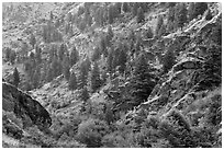 Side canyon with trees. Hells Canyon National Recreation Area, Idaho and Oregon, USA ( black and white)