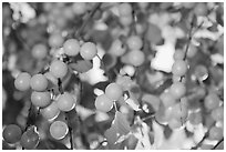 Yellow cherry plums. Hells Canyon National Recreation Area, Idaho and Oregon, USA ( black and white)