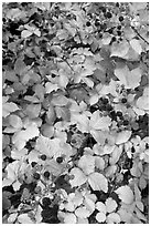 Blackberry bush. Hells Canyon National Recreation Area, Idaho and Oregon, USA ( black and white)
