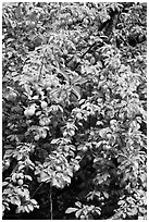 Branches of plum tree loaded with fruits. Hells Canyon National Recreation Area, Idaho and Oregon, USA ( black and white)