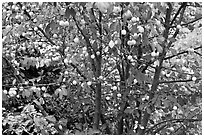Plum tree with many fruits. Hells Canyon National Recreation Area, Idaho and Oregon, USA ( black and white)