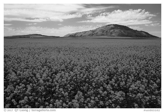 Field of yellow colza flowers and hill. Idaho, USA (black and white)