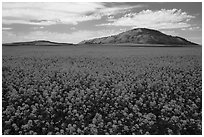 Field of yellow colza flowers and hill. Idaho, USA ( black and white)